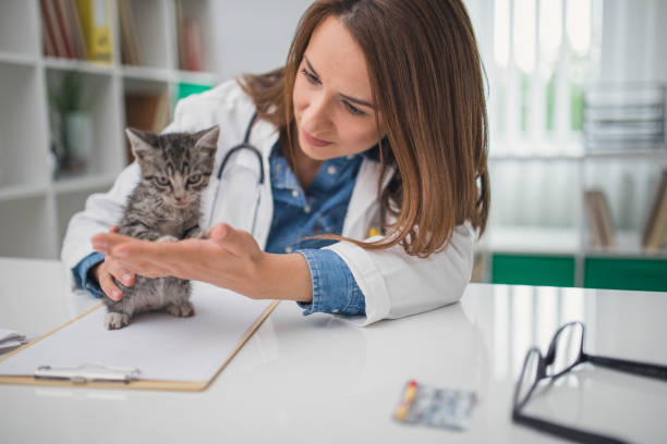Pet Insurance in the USA: Why It’s Growing in 2025